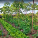 Agroforestry Systems Design, Establishment, and Management in Kenya