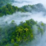 Ecosystem Carbon Assessments and Inventory in Africa: Unlocking the Power of Natural Climate Solutions As the world races to combat climate change, Africa finds itself at the center of global conversations about ecosystem conservation, carbon storage, and sustainable